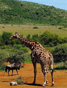 公司保安竟是财团少主