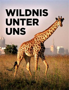 千年之恋之源氏物语